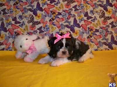 Shih Tzu Puppies for Sale
